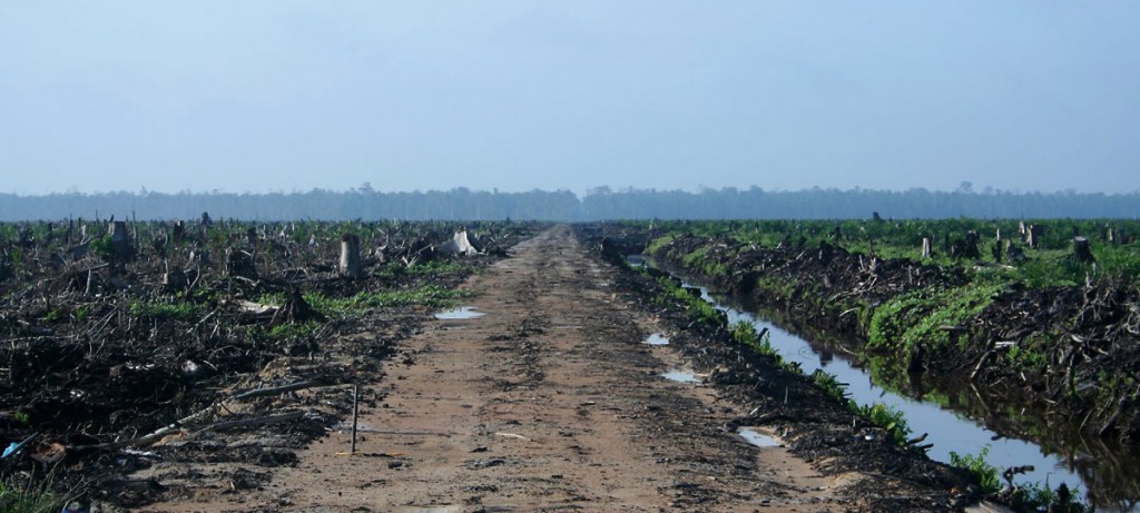 Image from the Union of Concerned Scientists of deforestation in Indonesia caused by palm oil farming